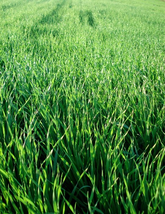 field grass wheat greens green