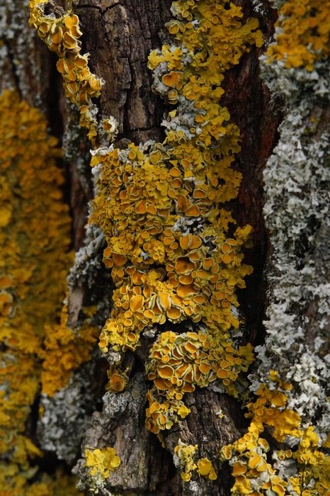 bark on old trees
