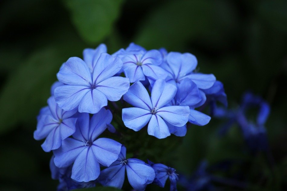 blue flowers petals