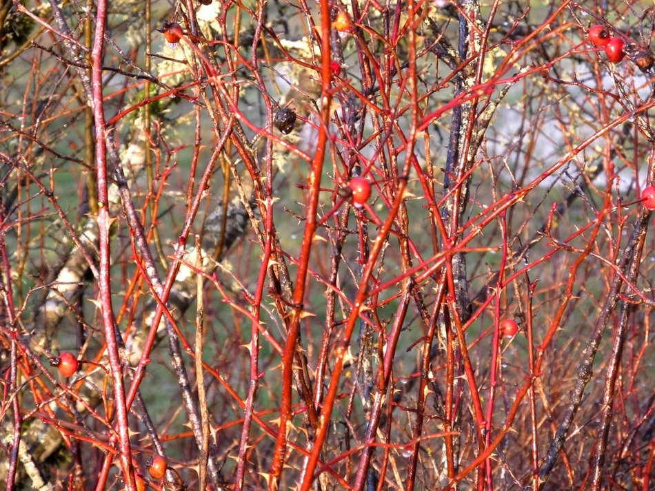 thorns berries plants red