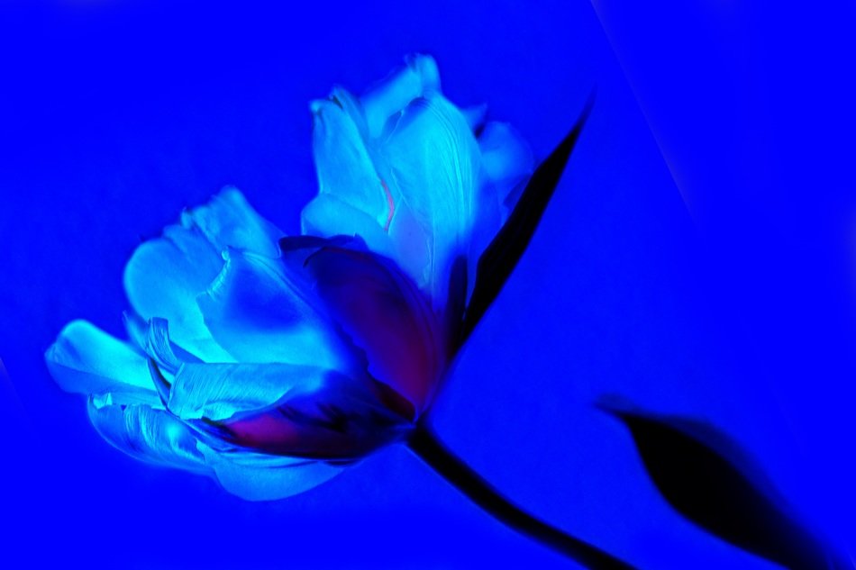 art tulip blue flower spring