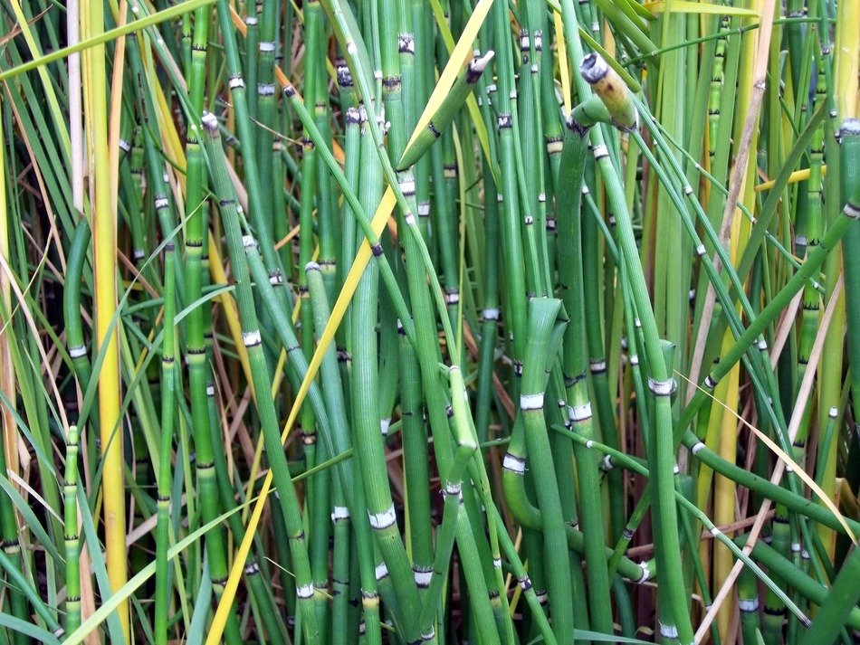 bamboo green backgrounds plants