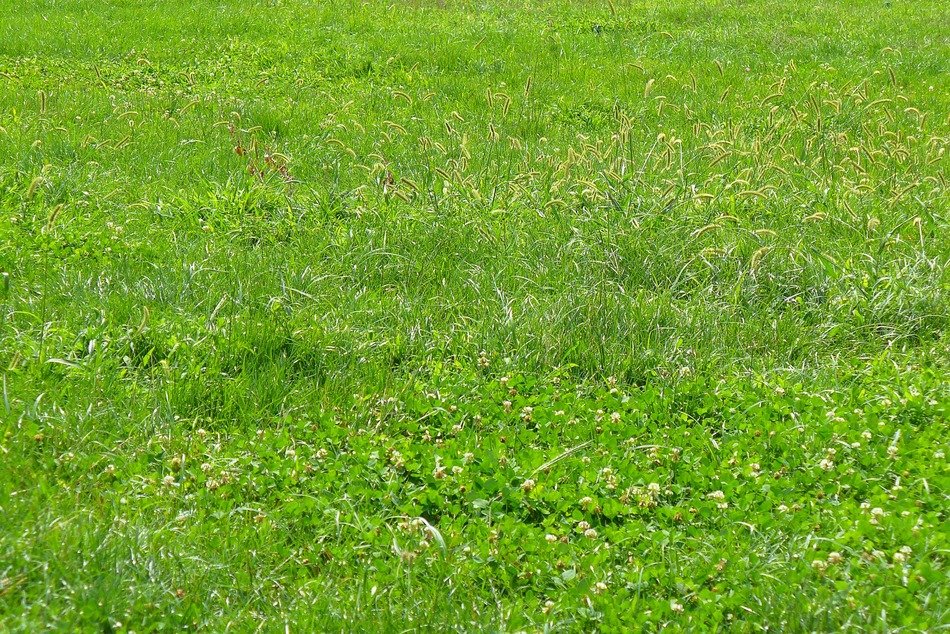 grass texture green nature