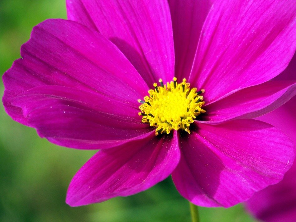 pink cosmos flowers violet purple