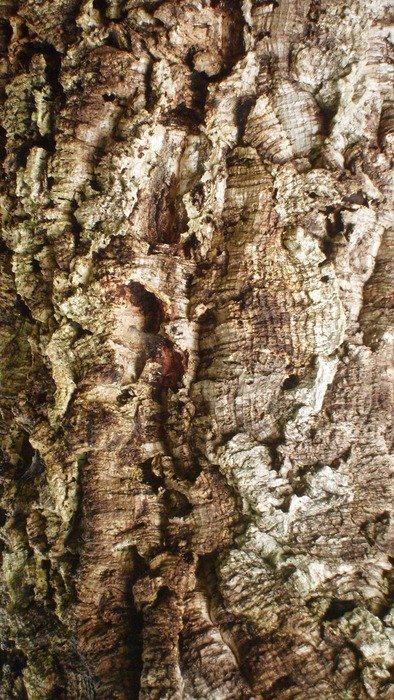 tree organic agriculture outdoors
