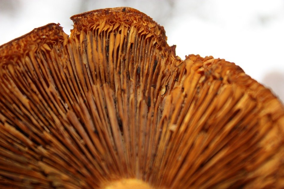 mushroom fungus organic texture