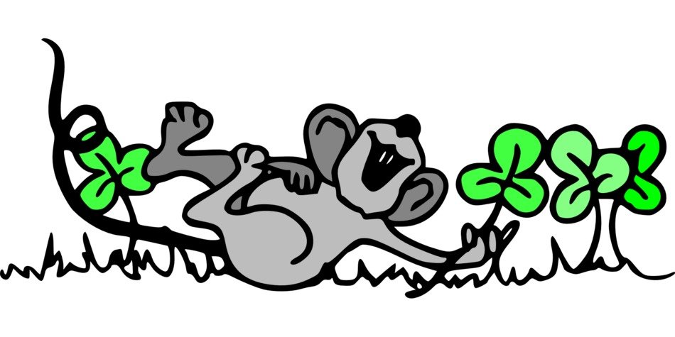 mouse rodent animal shamrock play