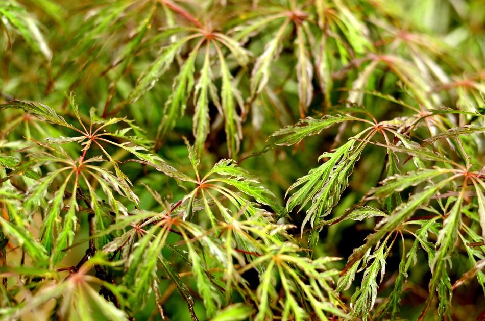 leaves texture backdrop foliage