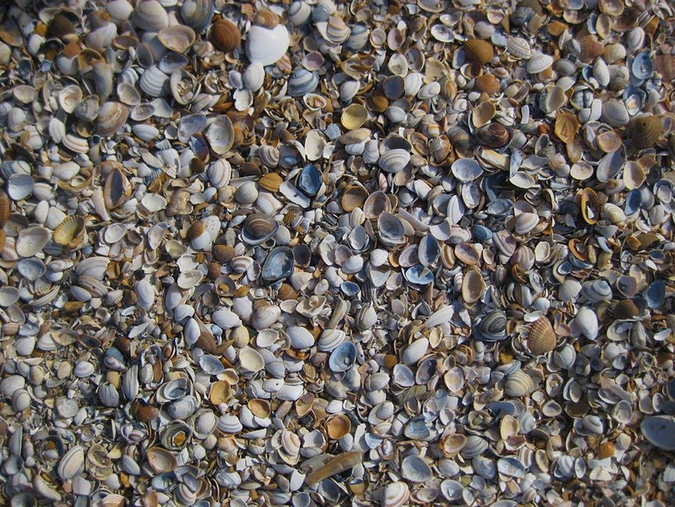 mussels north sea many background
