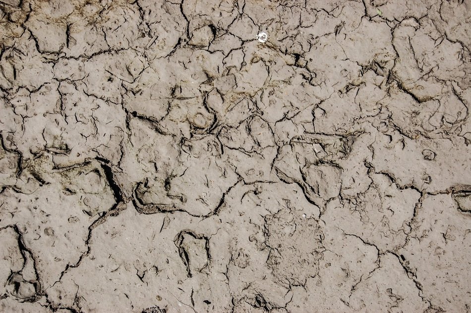 earth texture the background dry