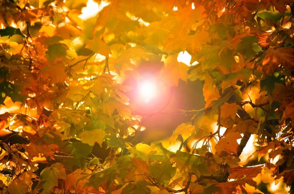 leaf red leaves background grass