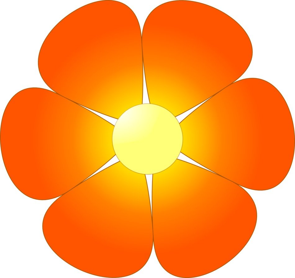 flower abstracts orange petals