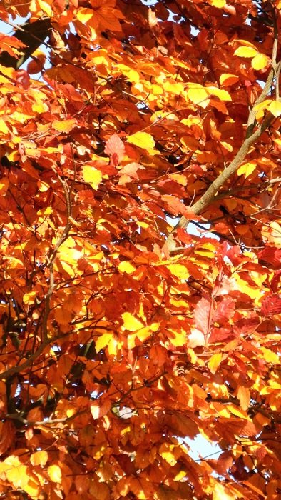 autumn leaves tree yellow