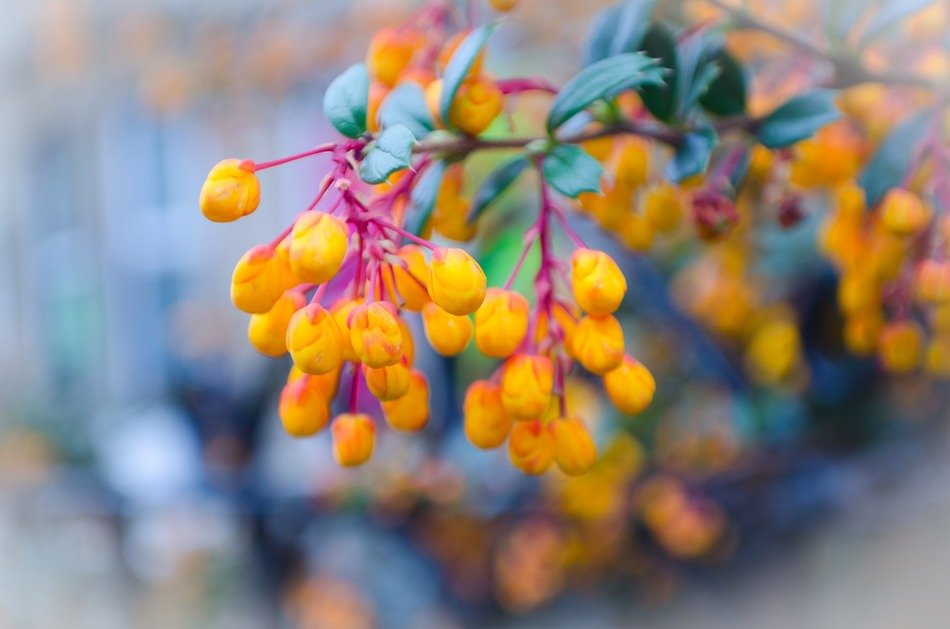 blurred background with yellow flowers