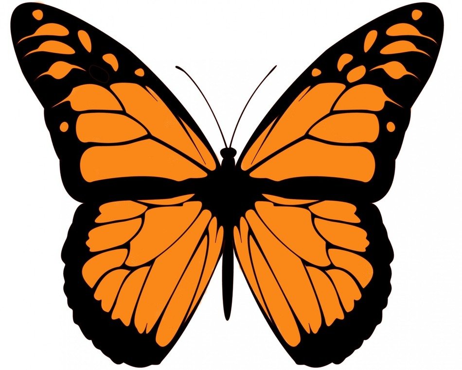 monarch butterfly large beautiful