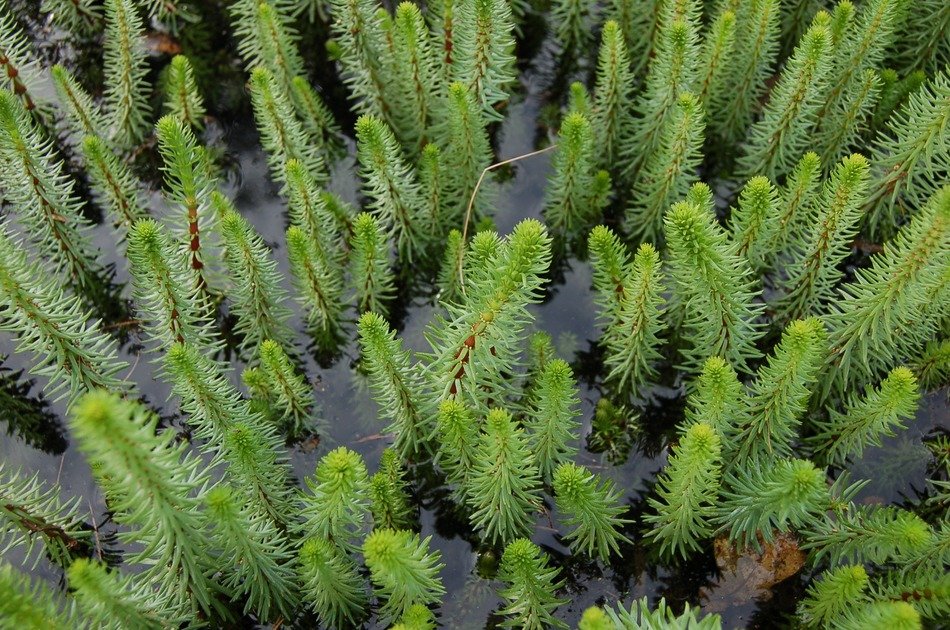marsh river water green plant