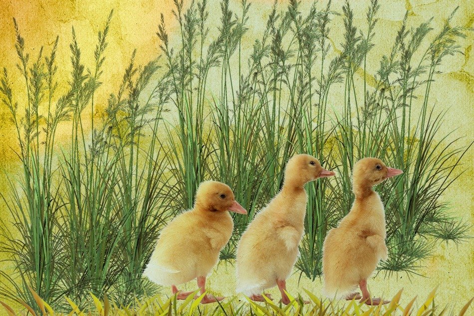 digital art chicks grass background