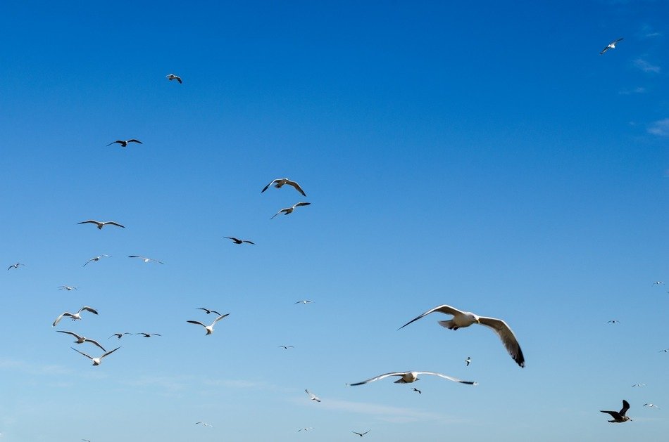 Sky bird blue flying shine clear free image download