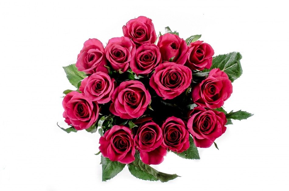 bouquet of purple roses on white background