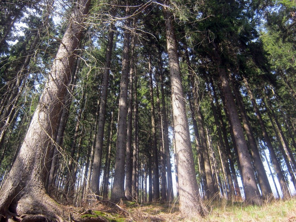 forest nature trees crowns