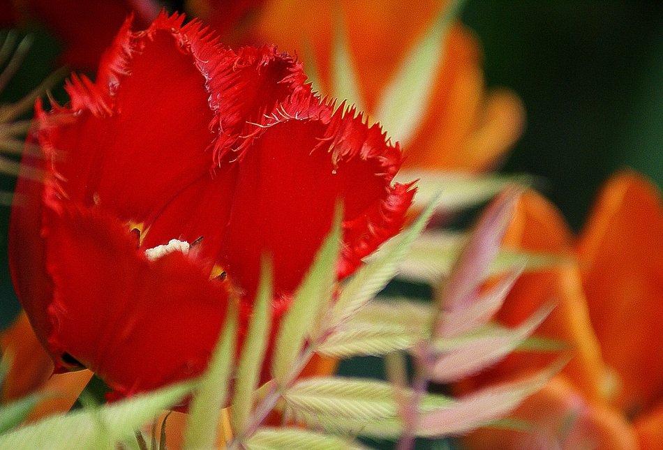 red tulip with fluffy petals