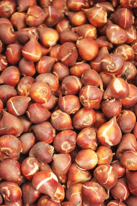 bulbs bol red pattern