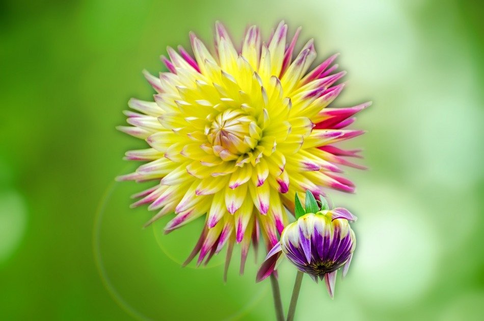 summer flower on a green background