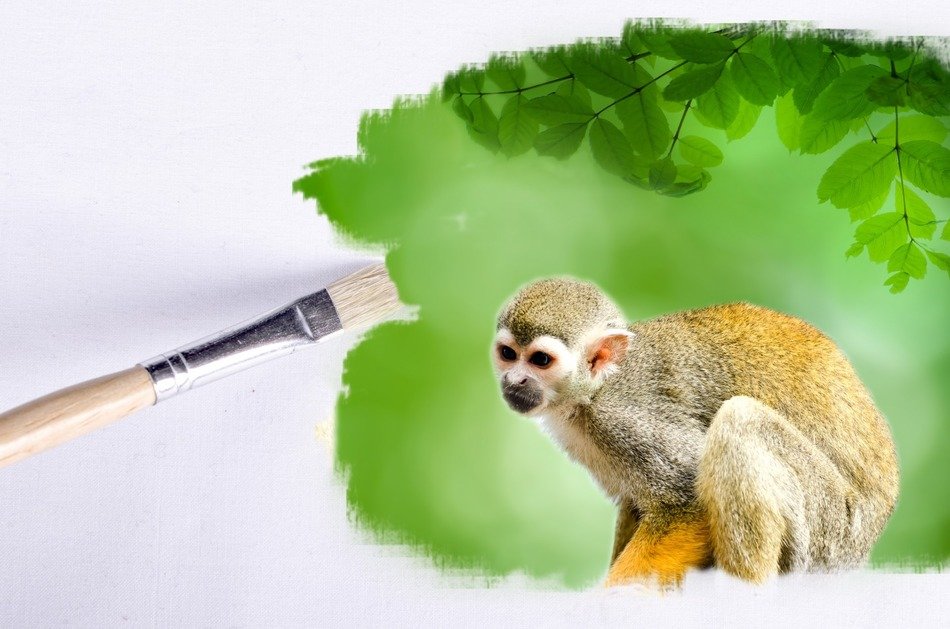 paintbrush outdoor monkey animals