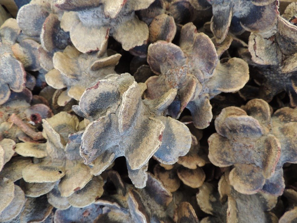 texture dried seeds decoration
