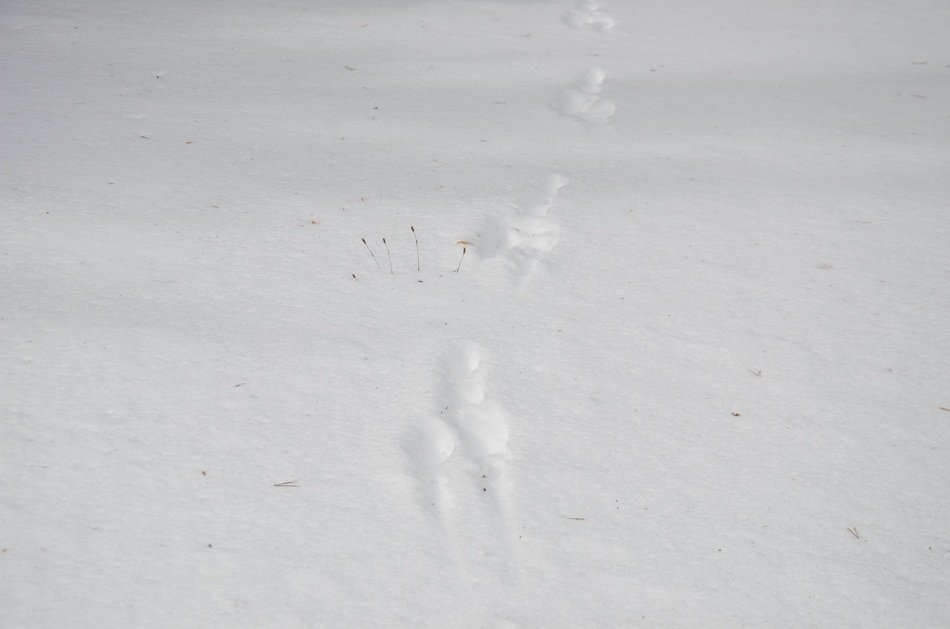 footprints snow nature landscape