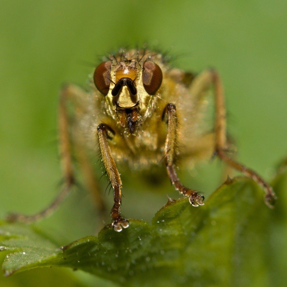 fly insect eyes brown macro