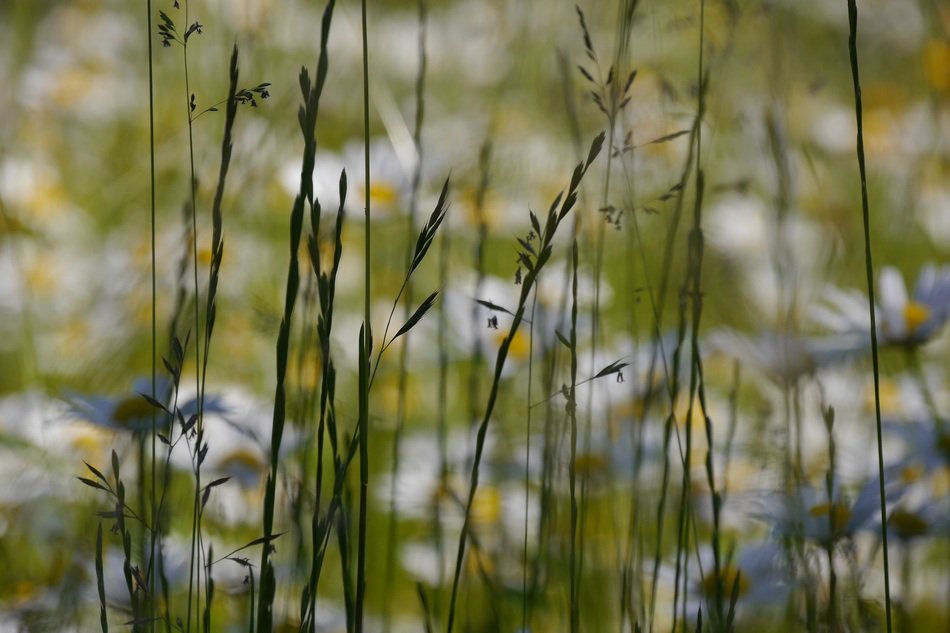 background grasses nature herb