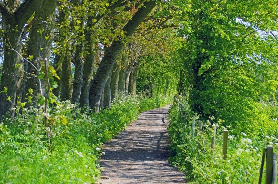 scenic route way nature tree