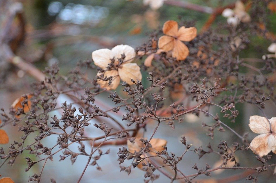 dead blooms seasons background