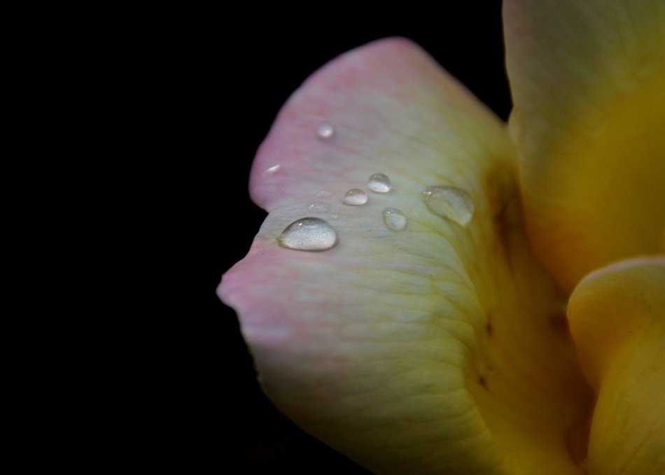 drops on the rose petals