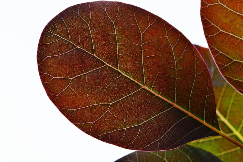 background with burgundy leaf