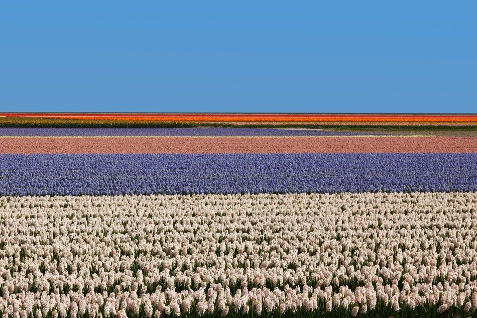 agriculture background colorful