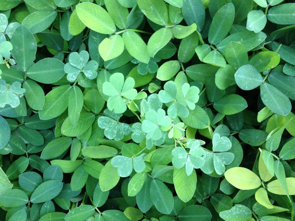 leaves background luck clover
