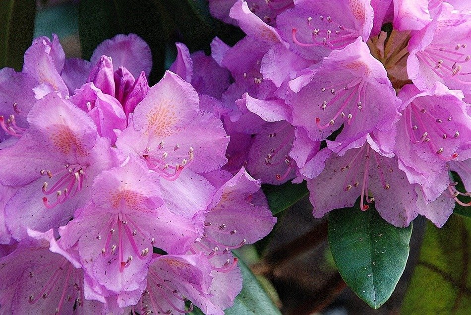 summer flower nature macro pink