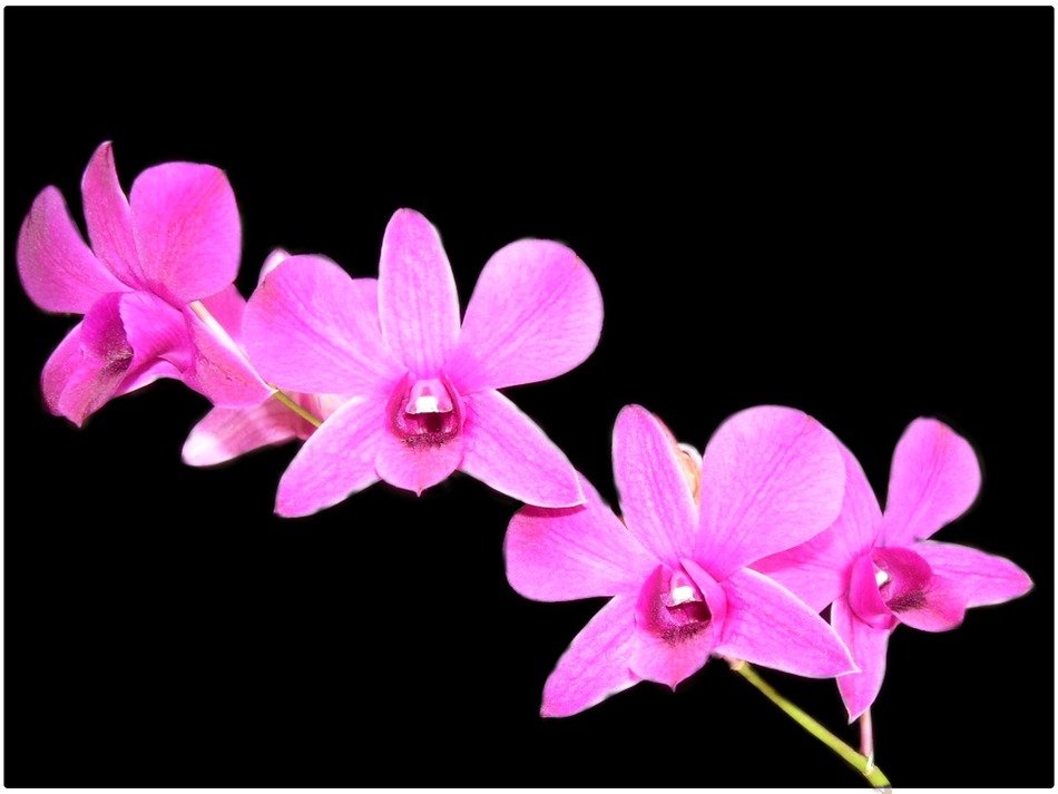 orchid flower violet background