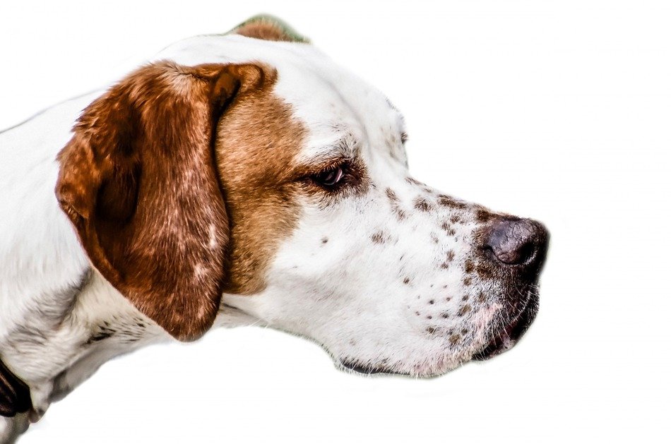 dog adorable animal breed brown
