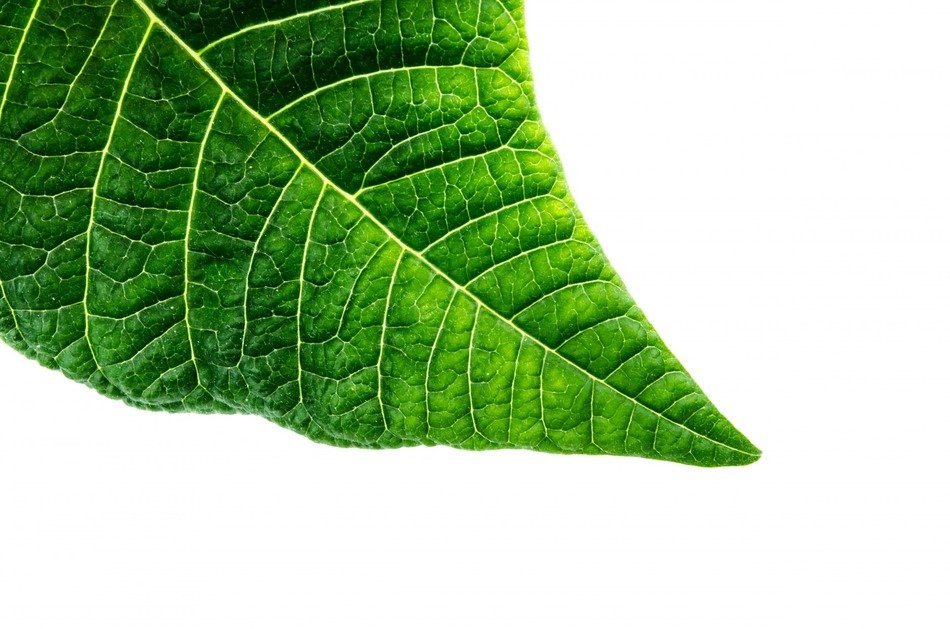 organic macro green environmental