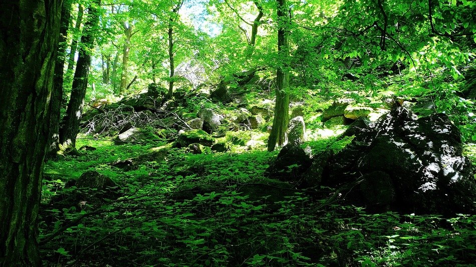trees tree vegetation green shrubs
