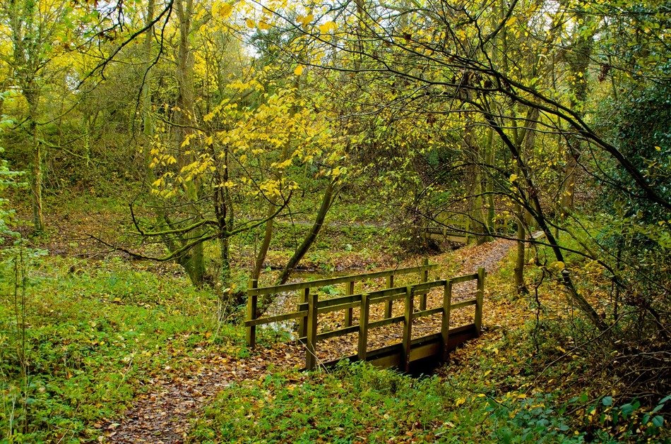 autumn in the forest