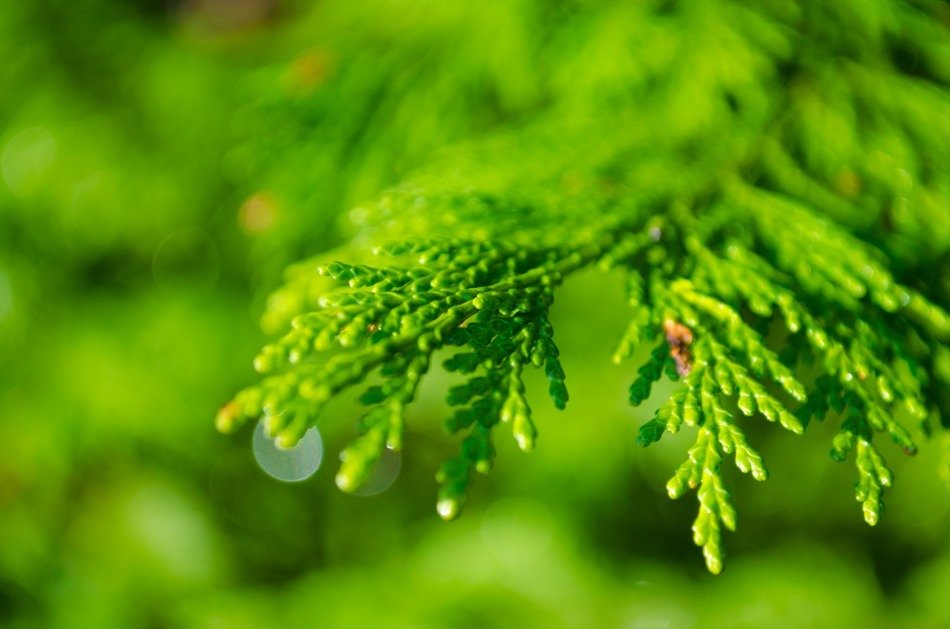 background branch coniferous dew