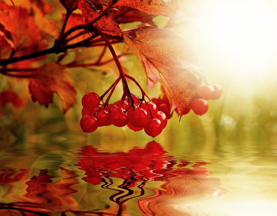 berry background viburnum nature