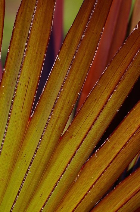 latan palm leaf frond red