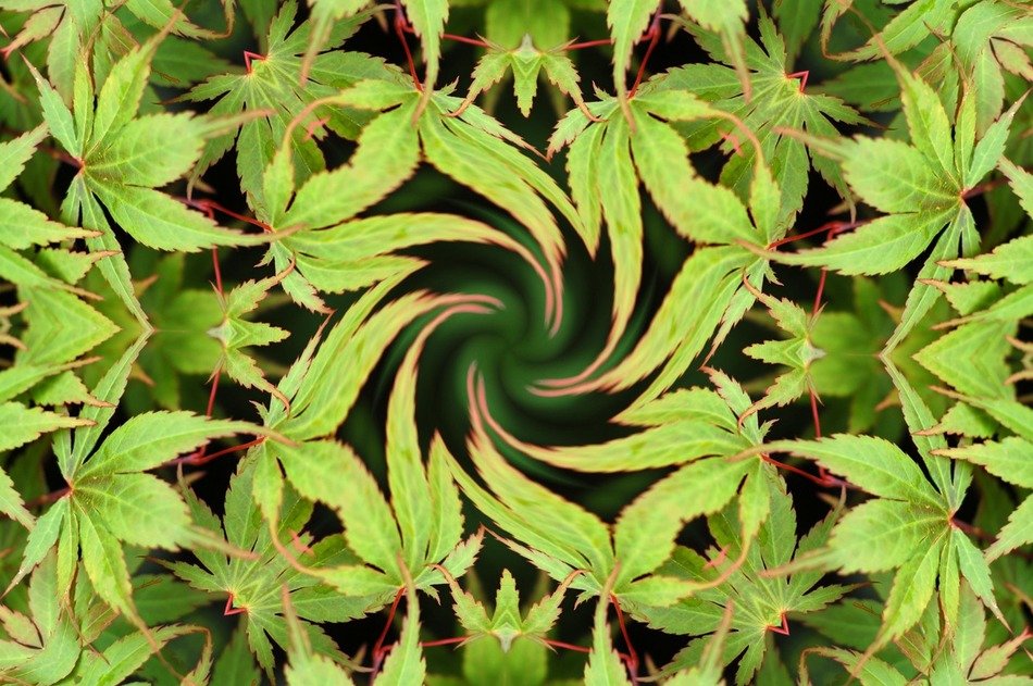 green leaves tree maple hemp