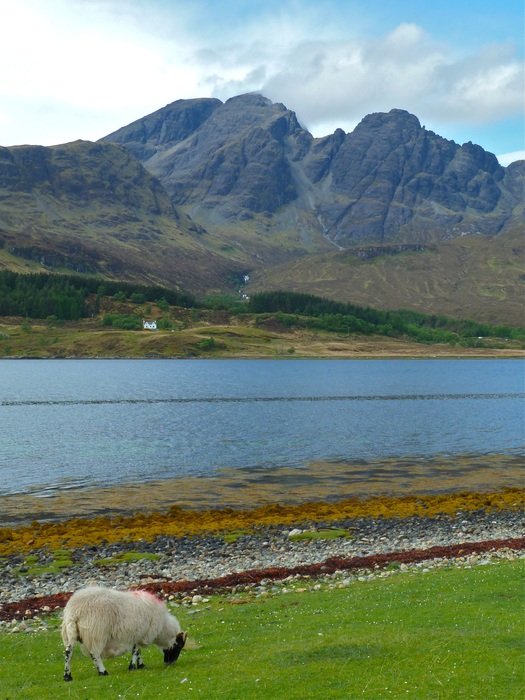 skye sheep mountain background