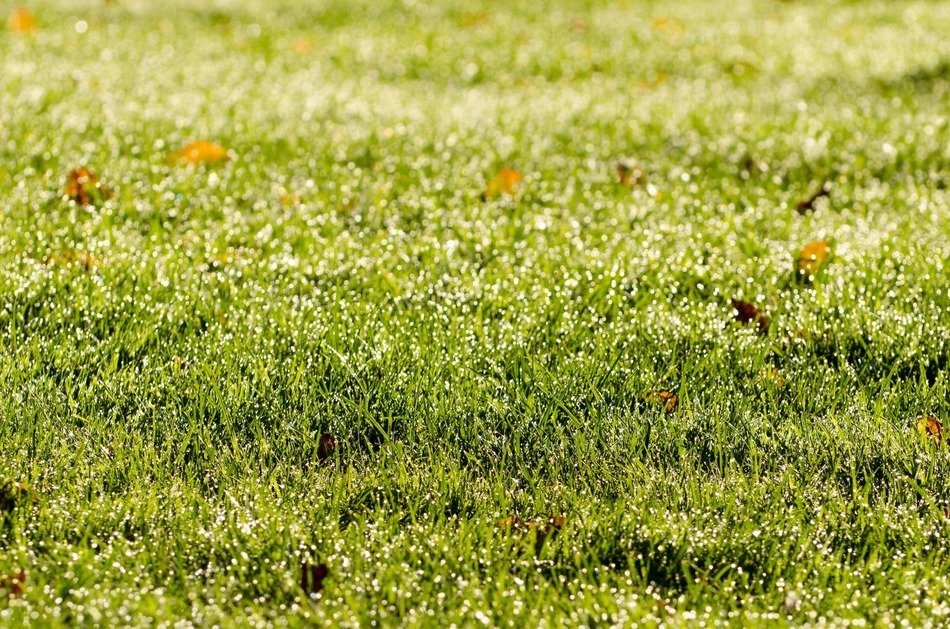 grass morning background drops sun